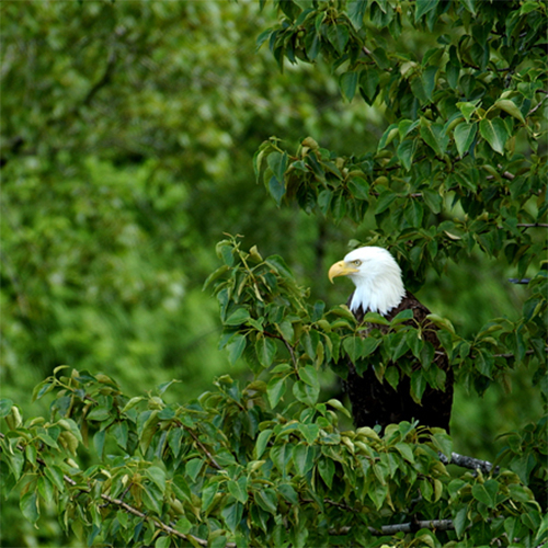 Alaska Eagle in Green